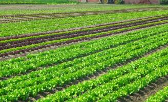 《廣東省第三次全國土壤普查試點工作實施方案》印發 為優化農業生產布局提供數據支撐