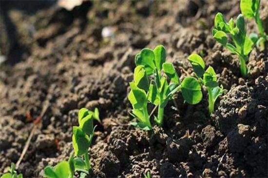 土壤全磷、全鉀、全硼的測定方法及技術規范